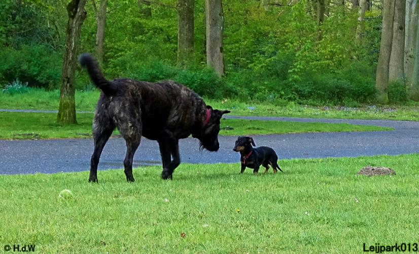 Leijpark013 Beestenboel 7 mei 2021 