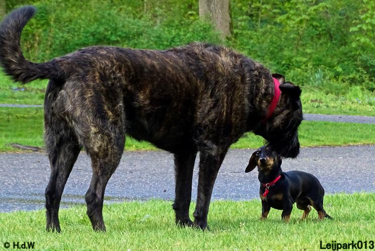 Leijpark013 Beestenboel 7 mei 2021 