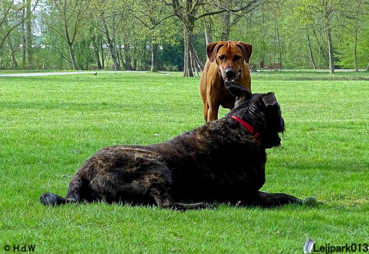 Leijpark013 Beestenboel 7 mei 2021 