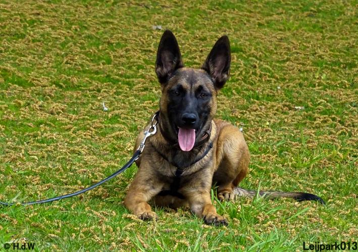 Leijpark013 Beestenboel 7 mei 2021 