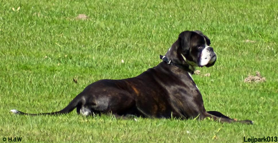 Leijpark013 Beestenboel 7 mei 2021 