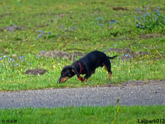 Leijpark013 Beestenboel 7 mei 2021 