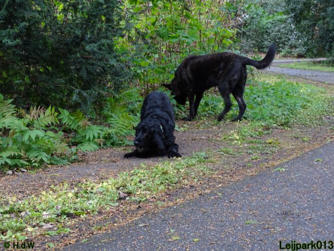 Leijpark013 Beestenboel 7 mei 2021 