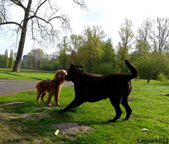 Leijpark013 Beestenboel 7 mei 2021 
