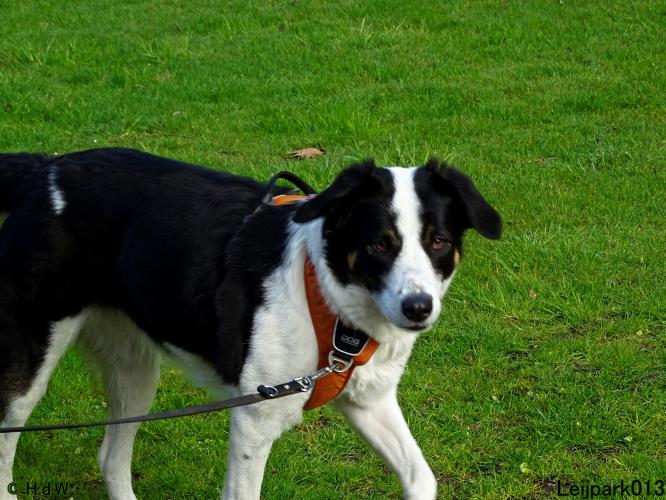 Leijpark013 Beestenboel 7 mei 2021 