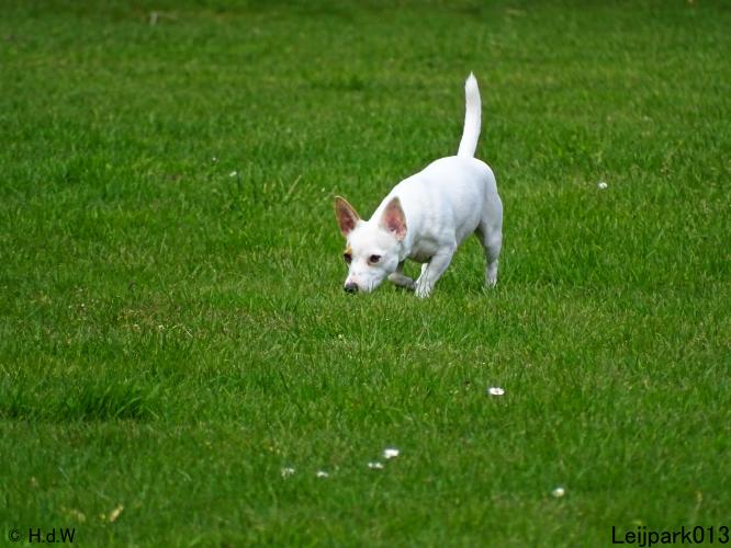 Leijpark013 Beestenboel 7 mei 2021 