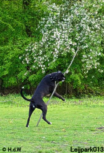 Leijpark013 Beestenboel 7 mei 2021 