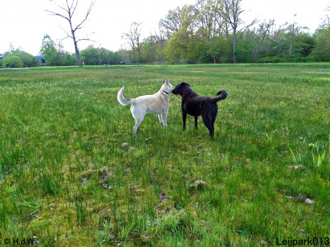 Leijpark013 Beestenboel 7 mei 2021 