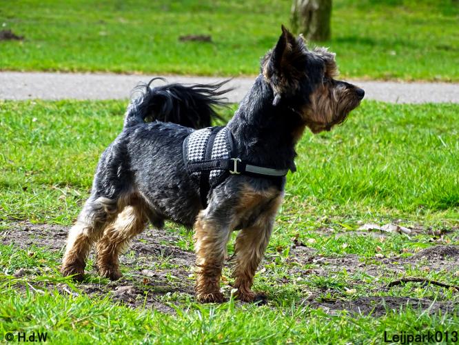 Leijpark013 Beestenboel 7 mei 2021 