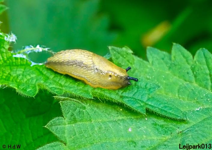 Leijpark013 15 &amp; 16 mei 2021 