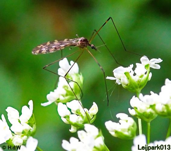 Leijpark013 15 &amp; 16 mei 2021 