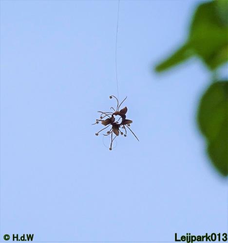 Leijpark013 15 &amp; 16 mei 2021 