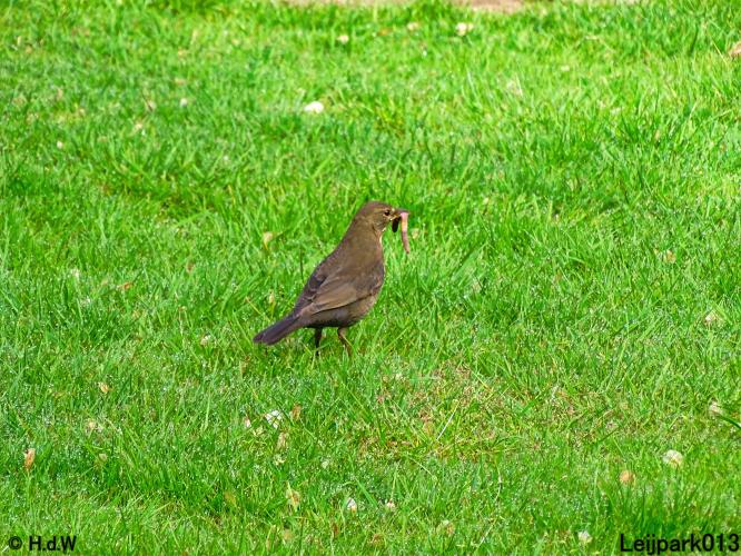 Leijpark013 15 &amp; 16 mei 2021 