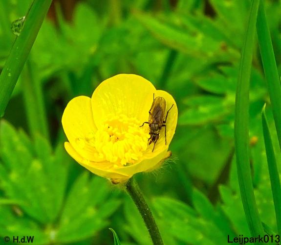 Leijpark013 15 &amp; 16 mei 2021 