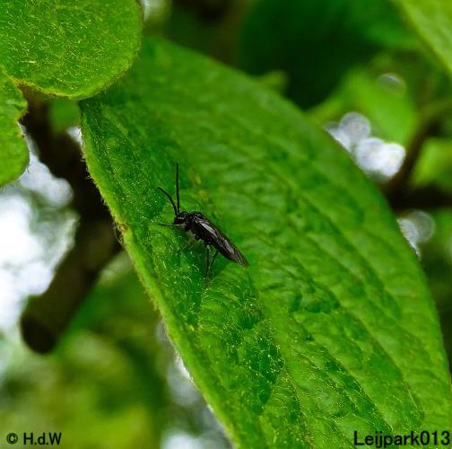Leijpark013 15 &amp; 16 mei 2021 