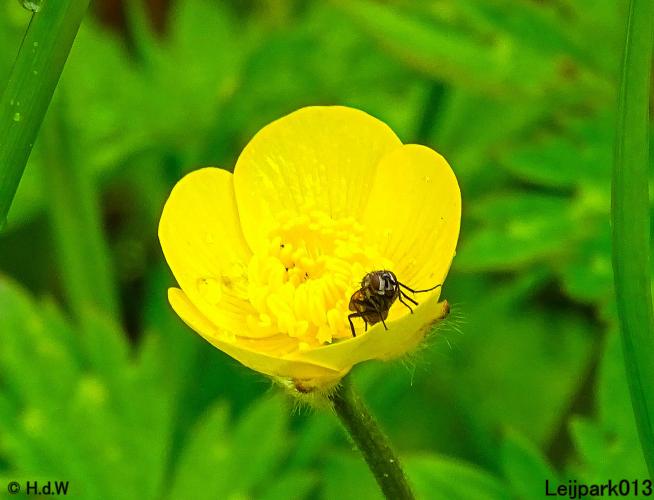 Leijpark013 15 &amp; 16 mei 2021 