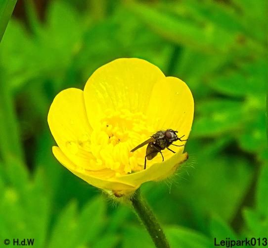 Leijpark013 15 &amp; 16 mei 2021 