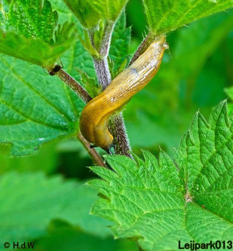 Leijpark013 15 &amp; 16 mei 2021 