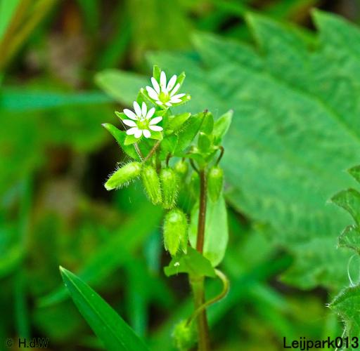 Leijpark013 15 &amp; 16 mei 2021 