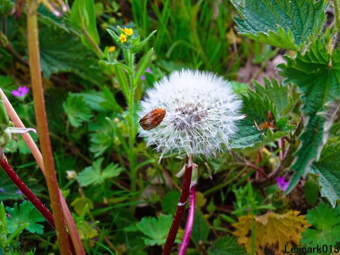 Leijpark013 15 &amp; 16 mei 2021 