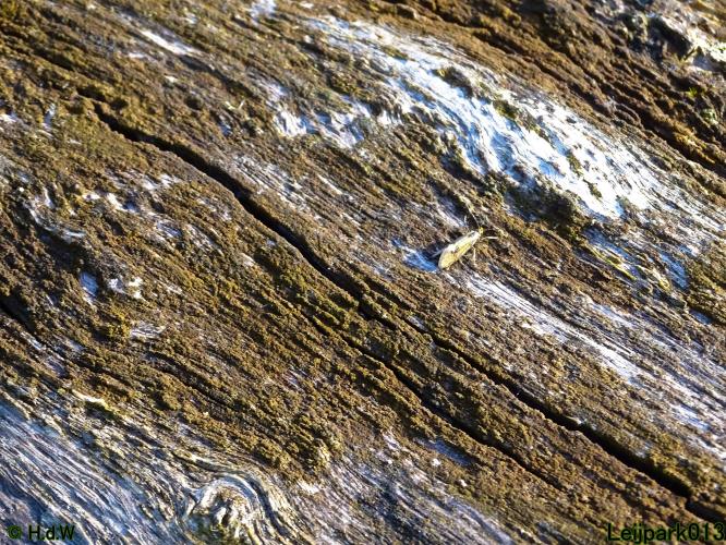 Leijpark013 15 &amp; 16 mei 2021 