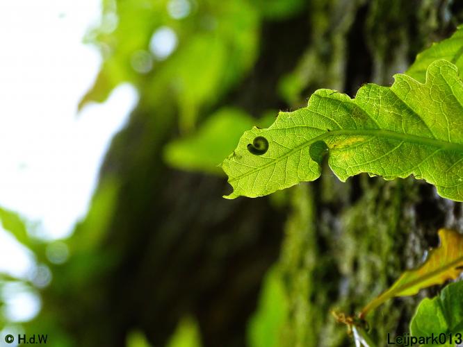 Leijpark013 15 &amp; 16 mei 2021 