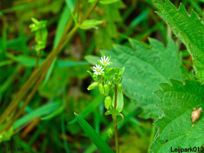Leijpark013 15 &amp; 16 mei 2021 