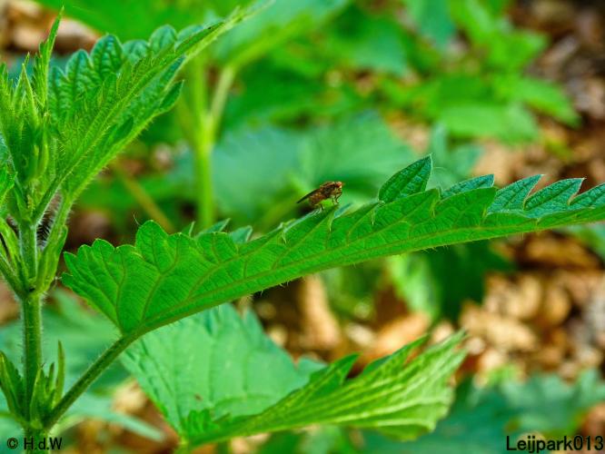 Leijpark013 15 &amp; 16 mei 2021 
