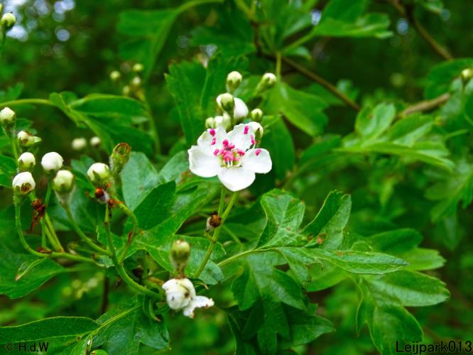 Leijpark013 15 &amp; 16 mei 2021 