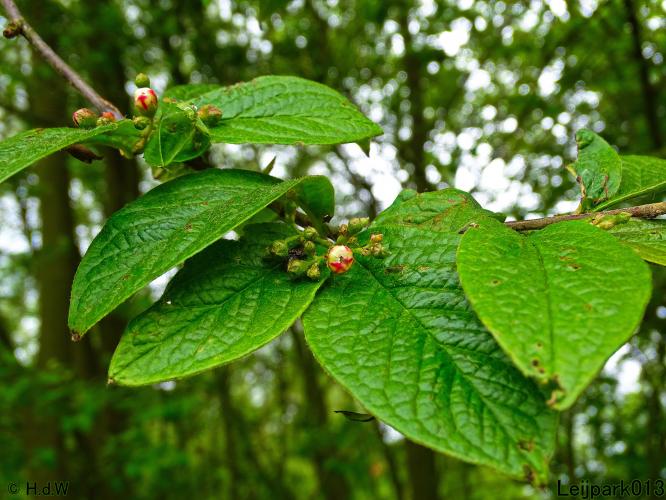 Leijpark013 15 &amp; 16 mei 2021 