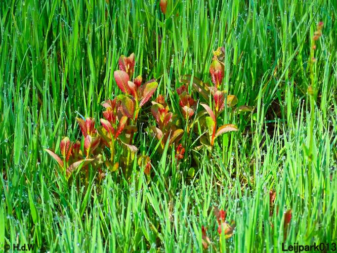 Leijpark013 15 &amp; 16 mei 2021 