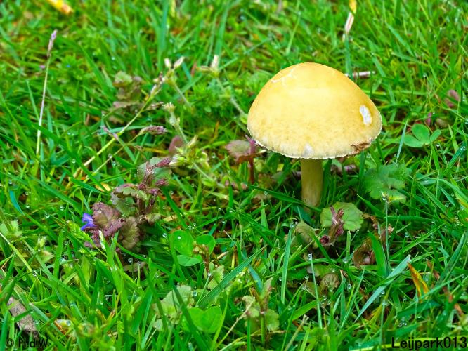 Leijpark013 15 &amp; 16 mei 2021 