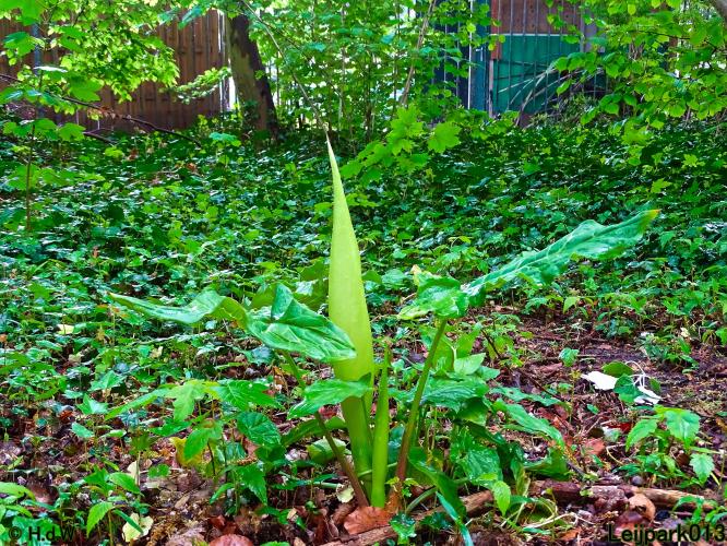 Leijpark013 15 &amp; 16 mei 2021 