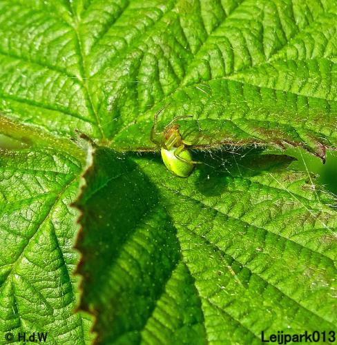 Leijpark013 Komkommerspin 16 mei 2021