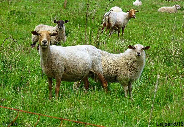 Leijpark013  20 &amp; 21 mei 2021 Er staan weer schaapjes in het park 