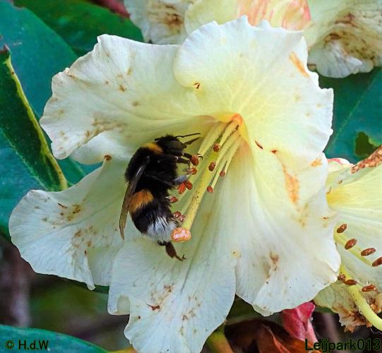 Leijpark013  20 &amp; 21 mei 2021 Er staan weer schaapjes in het park 