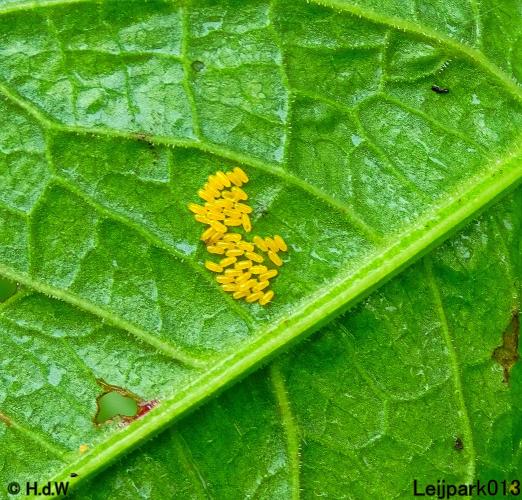 Leijpark013  20 &amp; 21 mei 2021 Er staan weer schaapjes in het park 