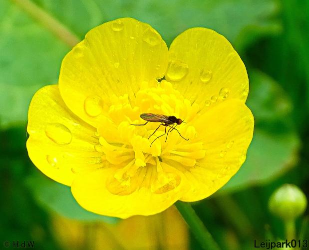 Leijpark013  20 &amp; 21 mei 2021 Er staan weer schaapjes in het park 