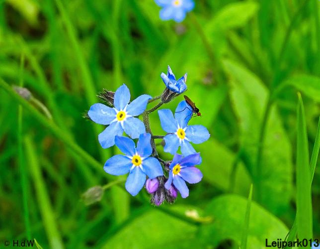 Leijpark013  20 &amp; 21 mei 2021 Er staan weer schaapjes in het park 