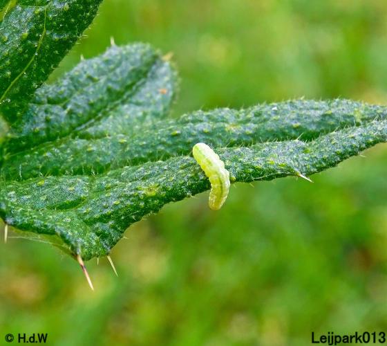 Leijpark013  20 &amp; 21 mei 2021 Er staan weer schaapjes in het park 