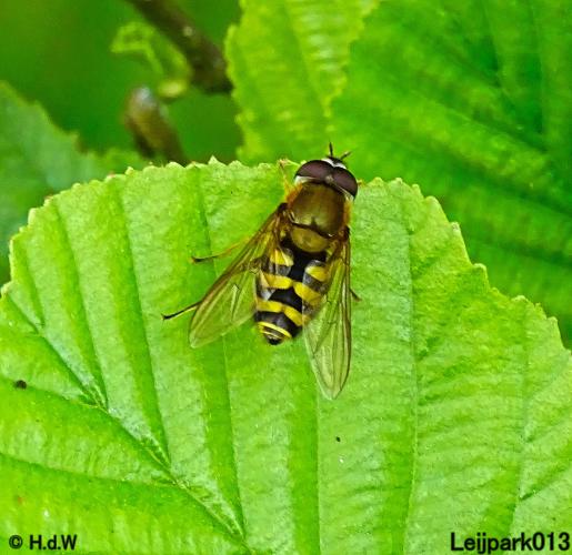 Leijpark013  20 &amp; 21 mei 2021 Er staan weer schaapjes in het park 