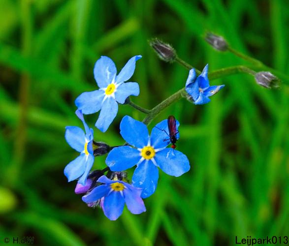 Leijpark013  20 &amp; 21 mei 2021 Er staan weer schaapjes in het park 