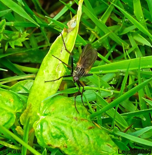 Leijpark013  20 &amp; 21 mei 2021 Er staan weer schaapjes in het park 