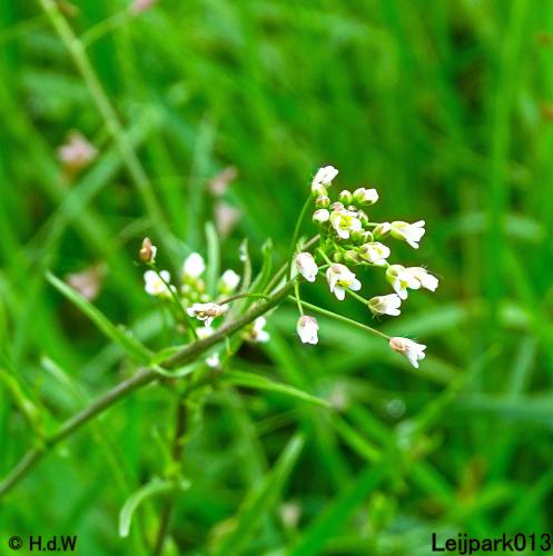 Leijpark013  20 &amp; 21 mei 2021 Er staan weer schaapjes in het park 