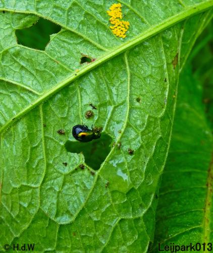 Leijpark013  20 &amp; 21 mei 2021 Er staan weer schaapjes in het park 
