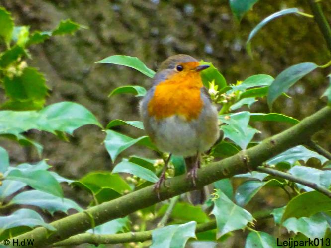 Leijpark013  20 &amp; 21 mei 2021 Er staan weer schaapjes in het park 