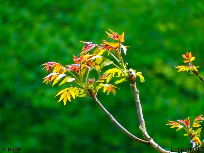 Leijpark013  20 &amp; 21 mei 2021 Er staan weer schaapjes in het park 