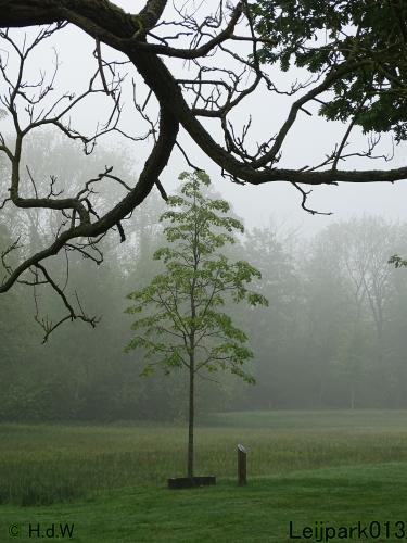 Leijpark013  20 &amp; 21 mei 2021 Er staan weer schaapjes in het park 