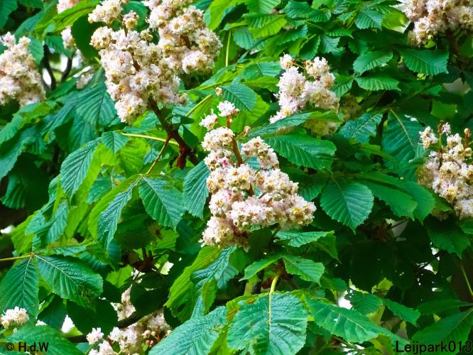 Leijpark013  20 &amp; 21 mei 2021 Er staan weer schaapjes in het park 
