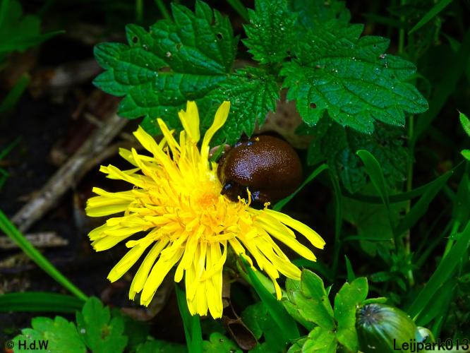 Leijpark013  20 &amp; 21 mei 2021 Er staan weer schaapjes in het park 